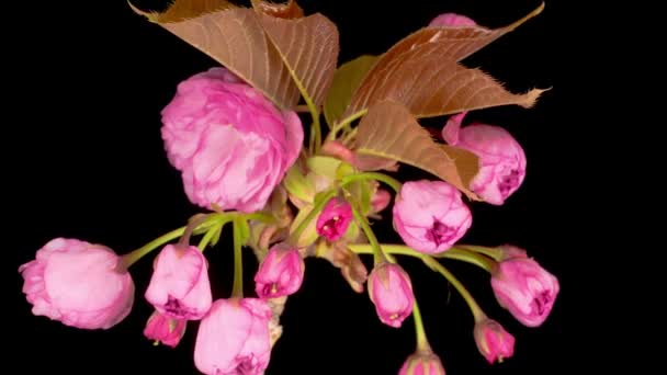 美丽的开放粉红樱花花束在黑色背景上的时间流逝 复活节设计服装 — 图库视频影像
