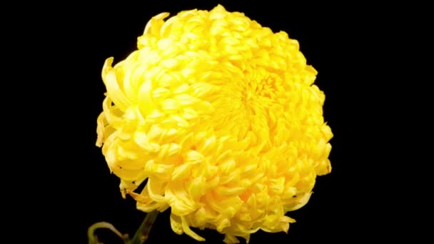 Time Lapse Beautiful Yellow Chrysanthemum Flower Opening Black Background — Stok Video