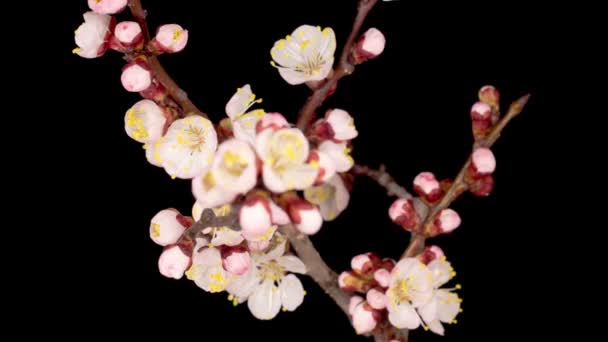 Flores Blancas Florecen Las Ramas Del Albaricoque Fondo Oscuro Cronograma — Vídeos de Stock