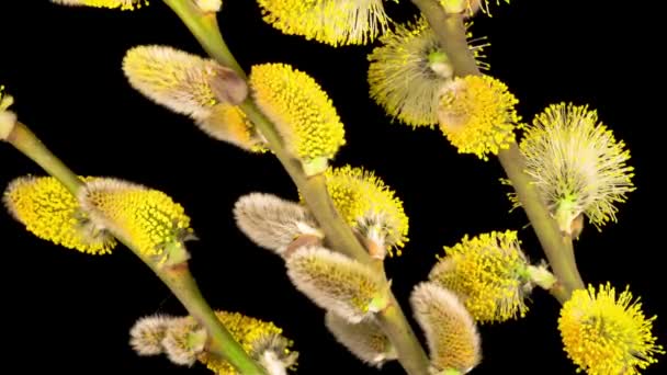Time Lapse Spring Willow Otwarcie Żółte Puszyste Pąki Czarne Tło — Wideo stockowe