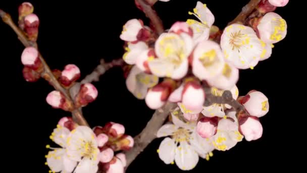 Witte Bloemen Bloeit Takken Van Abrikozenboom Donkere Achtergrond Tijdsverloop — Stockvideo