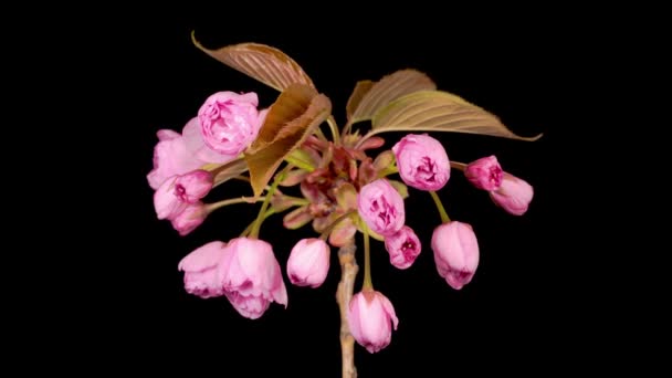 Time Lapse Beautiful Opening Pink Sakura Blommor Bunch Svart Bakgrund — Stockvideo