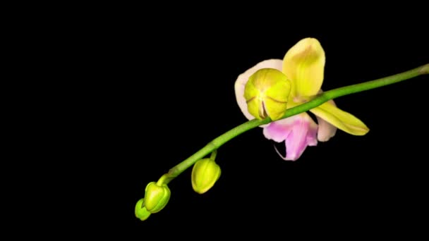 Fleur Phalaenopsis Orchidée Pêche Fleurs Sur Fond Noir Temps Écoulé — Video