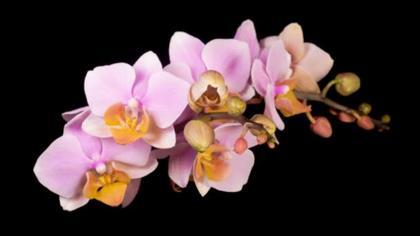 Flor Rosa Floreciente Phalaenopsis Orquídea Sobre Fondo Negro Tiempo Caducidad — Vídeos de Stock