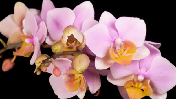 Fiore Rosa Fiorente Phalaenopsis Del Orchid Sullo Sfondo Nero Interruzione — Video Stock