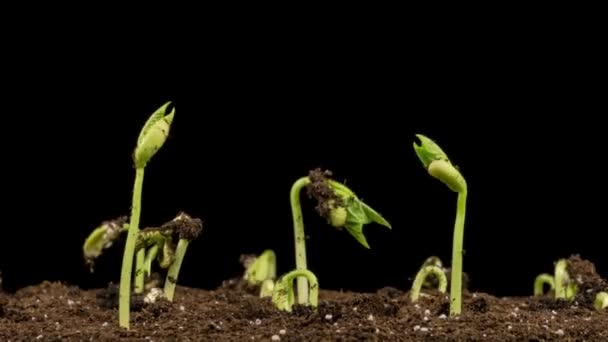 Green Beans Growing Black Background Timelapse — Stock Video