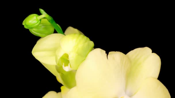 Flor Floreciente Phalaenopsis Orquídea Amarilla Sobre Fondo Negro Time Lapse — Vídeos de Stock