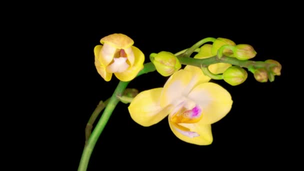 Kwitnąca Żółta Orchidea Kwiat Phalaenopsis Czarnym Tle Czas Ucieka Przestrzeń — Wideo stockowe
