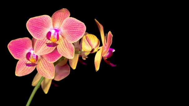 Kwiat Phalaenopsis Czerwonej Orchidei Czarnym Tle Czas Ucieka Przestrzeń Negatywna — Wideo stockowe
