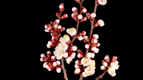 Weiße Blumen Blühen Den Zweigen Des Aprikosenbaumes Dunkler Hintergrund Zeitraffer — Stockvideo