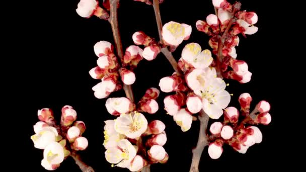 Flores Brancas Flores Nos Ramos Árvore Damasco Fundo Escuro Prazo — Vídeo de Stock