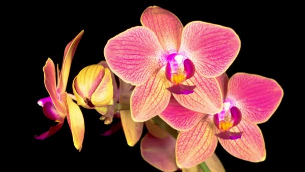 Kara Arkaplan Çiçek Açan Kırmızı Orkide Zaman Aşımı Negatif Alan — Stok video