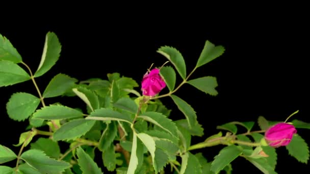 Zeitraffer Der Heckenrose Blume Blüht Auf Schwarzem Hintergrund — Stockvideo