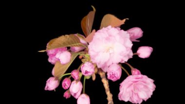 Güzel Açılış Pembe Sakura Çiçekleri Kara Arkaplanda Zaman Hızı. Paskalya Tasarımı Kapanışı.