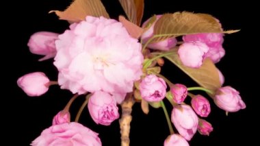 Güzel Açılış Pembe Sakura Çiçekleri Kara Arkaplanda Zaman Hızı. Paskalya Tasarımı Kapanışı.