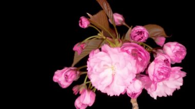 Güzel Açılış Pembe Sakura Çiçekleri Kara Arkaplanda Zaman Hızı. Paskalya Tasarımı Kapanışı.