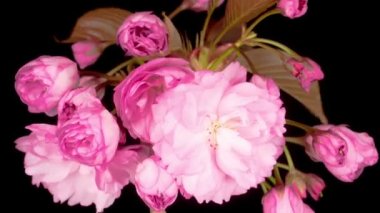 Güzel Açılış Pembe Sakura Çiçekleri Kara Arkaplanda Zaman Hızı. Paskalya Tasarımı Kapanışı.