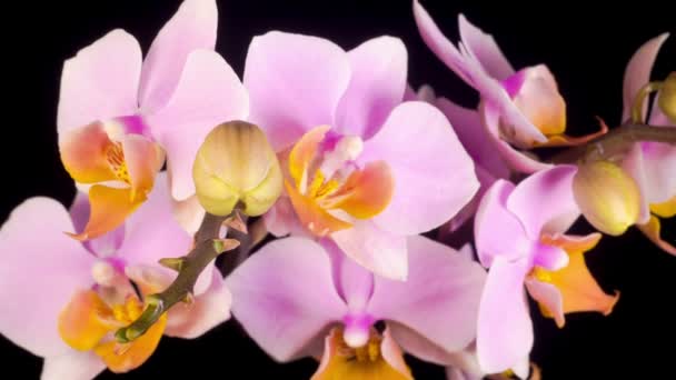 Flor Rosa Floreciente Phalaenopsis Orquídea Sobre Fondo Negro Tiempo Caducidad — Vídeos de Stock