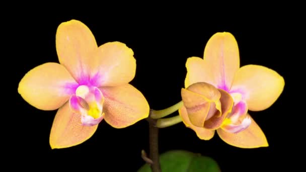 Flor Floreciente Phalaenopsis Orquídea Anaranjada Sobre Fondo Negro Time Lapse — Vídeos de Stock