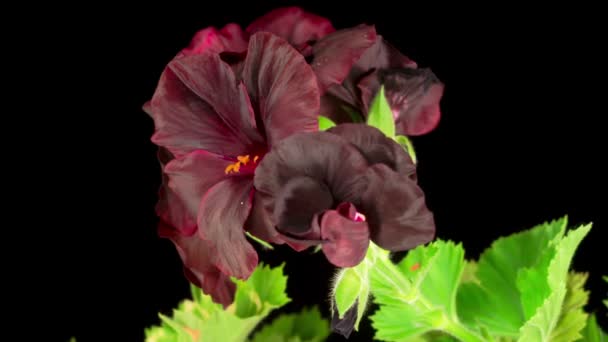 Beautiful Time Lapse Blooming Black Geranium Англійською Походження Чорних — стокове відео