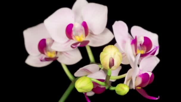 Fiore Bianco Fiorente Phalaenopsis Del Orchid Sullo Sfondo Nero Time — Video Stock