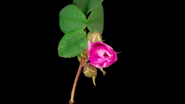 Bellissimo Lasso Tempo Apertura Rosa Rosa Fiore Sfondo Nero — Video Stock