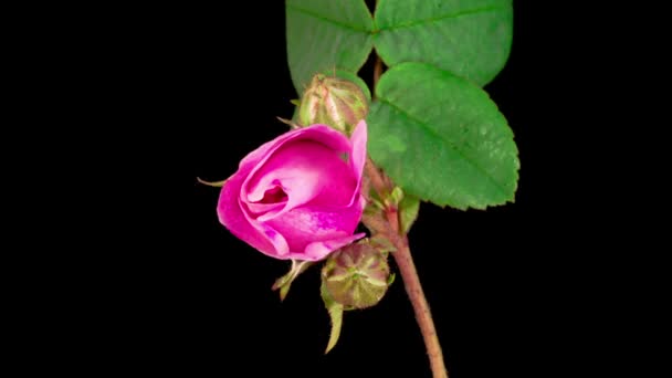 Όμορφη Χρονική Συνήθεια Του Ανοίγματος Ροζ Τριαντάφυλλο Λουλούδι Μαύρο Φόντο — Αρχείο Βίντεο