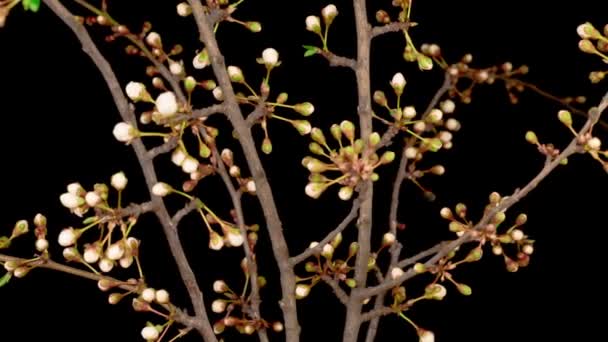 Vita Blommor Blommar Grenarna Körsbärsträd Mörk Bakgrund Tidsförlopp — Stockvideo