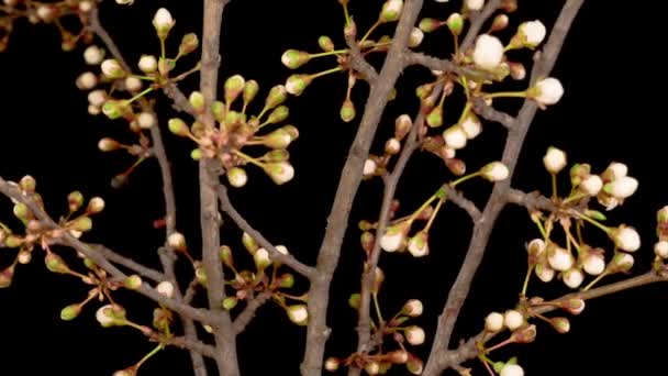 Vita Blommor Blommar Grenarna Körsbärsträd Mörk Bakgrund Tidsförlopp — Stockvideo