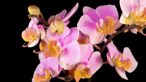 Fleur Rose Fleurie Phalaenopsis Orchidée Sur Fond Noir Temps Écoulé — Video