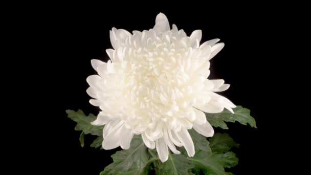 Czas Upływa Piękne Białe Chryzantemy Kwiat Otwarcie Czarnym Tle — Wideo stockowe