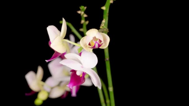 배경에 Phalaenopsis 피어나고 부정적 — 비디오