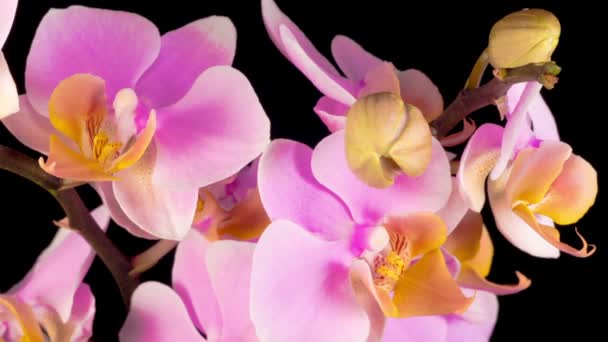 Flor Rosa Floreciente Phalaenopsis Orquídea Sobre Fondo Negro Tiempo Caducidad — Vídeos de Stock