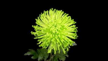 Güzel Yeşil Kasımpatı 'nın Zaman Hızı Siyah Arkaplan Karşısında Açılıyor.