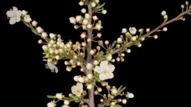 Beyaz Çiçekler Kiraz Ağacı 'nda çiçek açıyor. Karanlık Arkaplan. Zaman Süreleri.