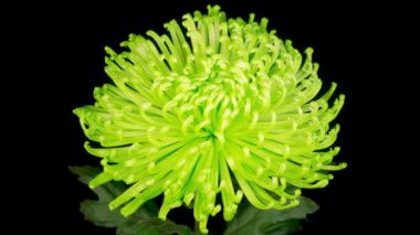 Güzel Yeşil Kasımpatı 'nın Zaman Hızı Siyah Arkaplan Karşısında Açılıyor.