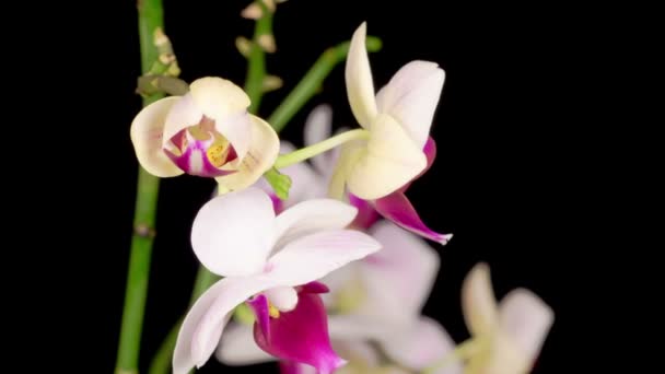 Bloeiende Witte Orchidee Phalaenopsis Bloem Zwarte Achtergrond Tijd Verstrijken Negatieve — Stockvideo