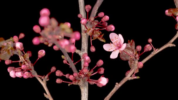 Flores Rosa Florece Las Ramas Cerezo Fondo Oscuro Tiempo Caducidad — Vídeos de Stock