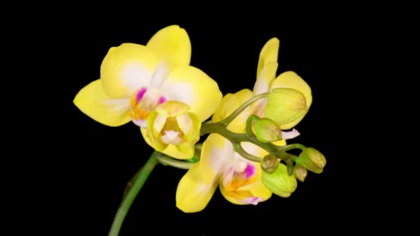 Blommande Gul Orkidé Phalaenopsis Blomma Svart Bakgrund Tidsförskjutning Negativt Utrymme — Stockvideo