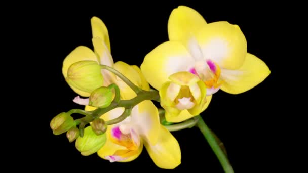 Ανθισμένη Κίτρινη Ορχιδέα Phalaenopsis Flower Μαύρο Φόντο Χρονικό Όριο Αρνητικός — Αρχείο Βίντεο