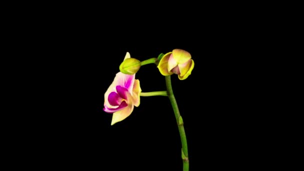 Blooming Yellow Pink Orchid Phalaenopsis Flower Black Background Time Lapse — Stock Video