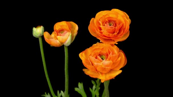 Mooie Tijd Verstrijken Van Het Openen Van Orange Ranunculus Asiaticus — Stockvideo