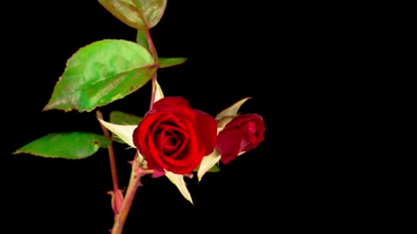 Bellissimo Intervallo Tempo Apertura Fiore Rosa Rossa Sfondo Nero — Video Stock