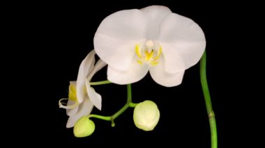 Çiçekli Beyaz Orkide Siyah Arkaplanda Phalaenopsis Çiçeği. Zaman aşımı. Negatif Alan.