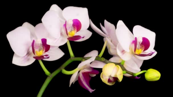 Blommande Vit Orkidé Phalaenopsis Blomma Svart Bakgrund Tidsförskjutning Negativt Utrymme — Stockvideo
