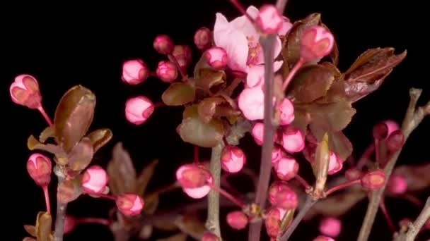 Roze Bloemen Bloeit Takken Cherry Tree Donkere Achtergrond Tijdsverloop — Stockvideo