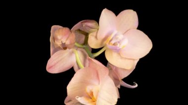 Çiçekli Şeftali Orkidesi Kara Arkaplanda Phalaenopsis Çiçeği. Zaman aşımı. Negatif Alan.