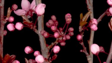 Dallı kiraz ağacında pembe çiçekler açarlar. Karanlık Arkaplan. Zaman Süreleri.