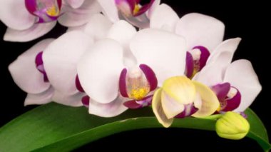Çiçekli Beyaz Orkide Siyah Arkaplanda Phalaenopsis Çiçeği. Zaman aşımı. Negatif Alan.