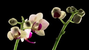 Çiçekli Beyaz Orkide Siyah Arkaplanda Phalaenopsis Çiçeği. Zaman aşımı. Negatif Alan.
